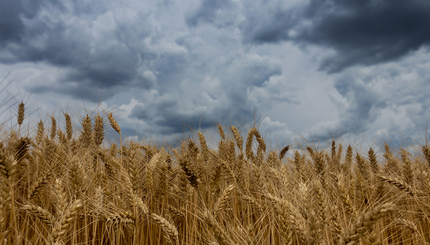 Tummat pilvet kerääntyvät viljapellon ylle.